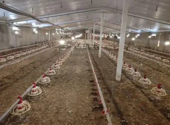 کودمرغی گوشتی|خدمات باغبانی و درختکاری|دهگلان, |دیوار