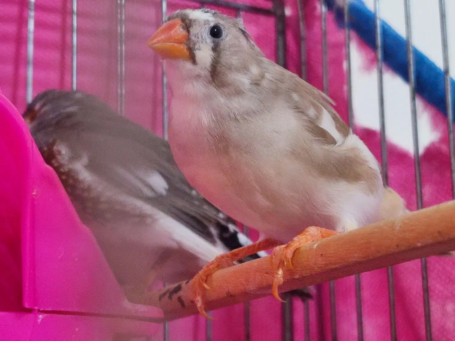 فنچ|پرنده|زاهدان, |دیوار