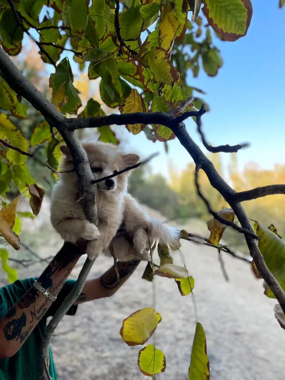 فروش سگ پامر|سگ|یزد, |دیوار