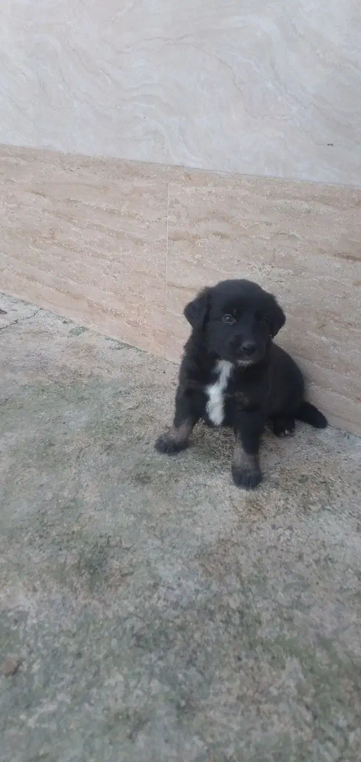 واگزاری رایگان سگ ژرمن|سگ|سنگر, |دیوار