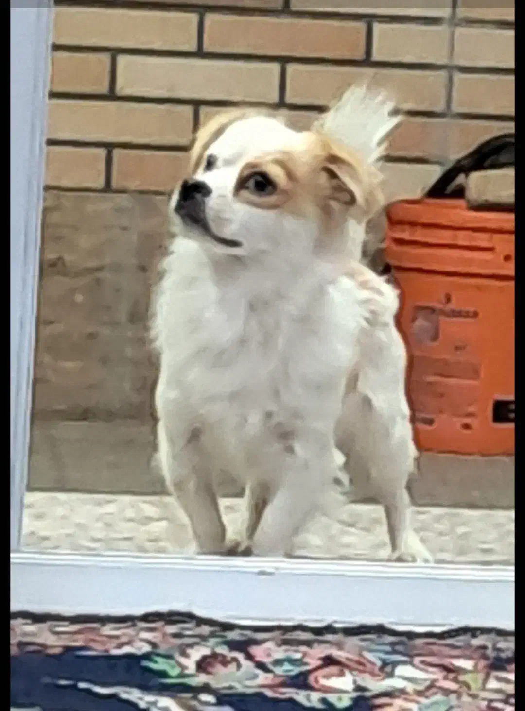 سگ زیبا|سگ|مبارکه, |دیوار