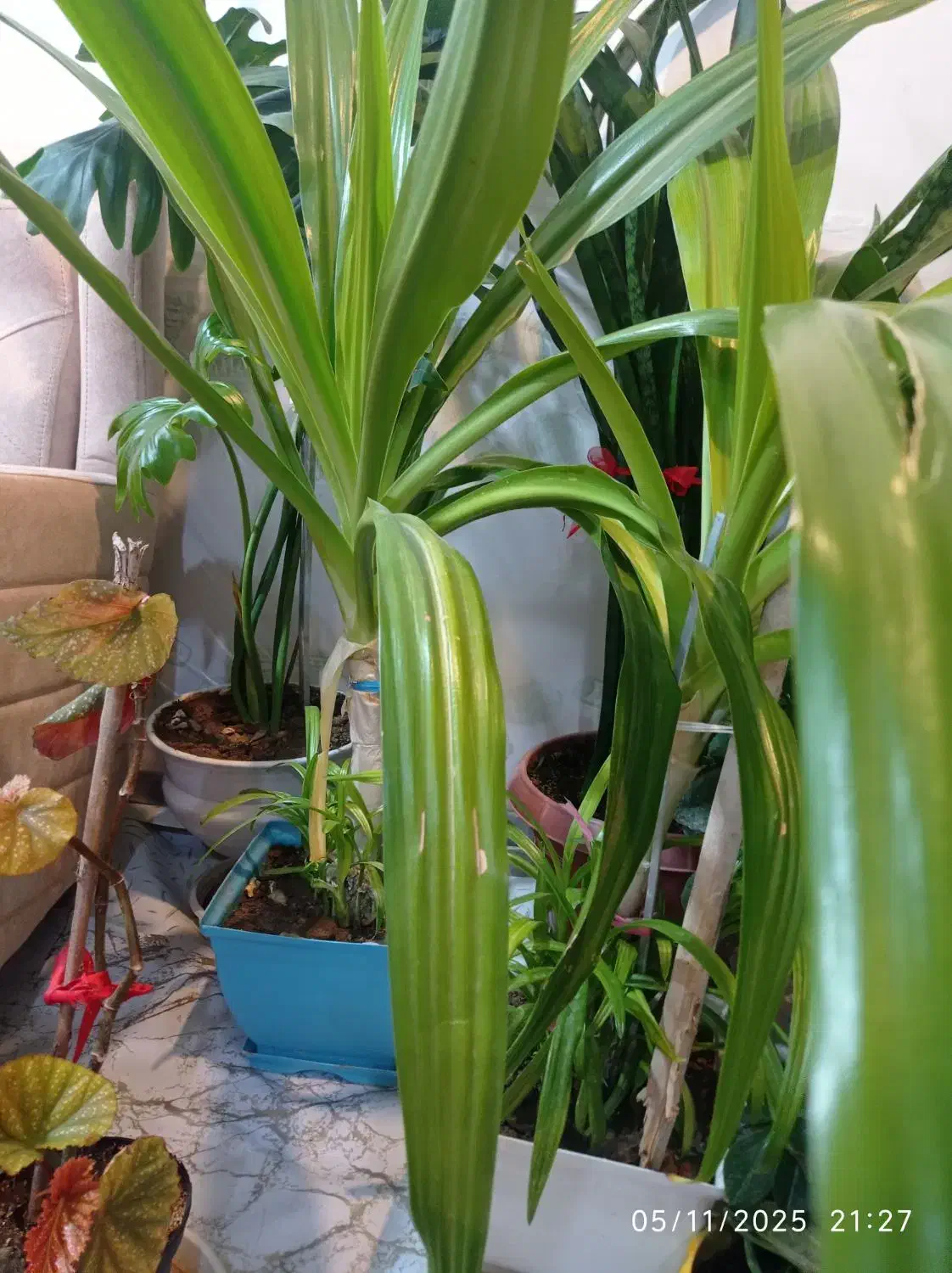 گل مناسب برای رستوران بانک ،شرکت عالی و سرحال|گل و گیاه طبیعی|شهرکرد, |دیوار