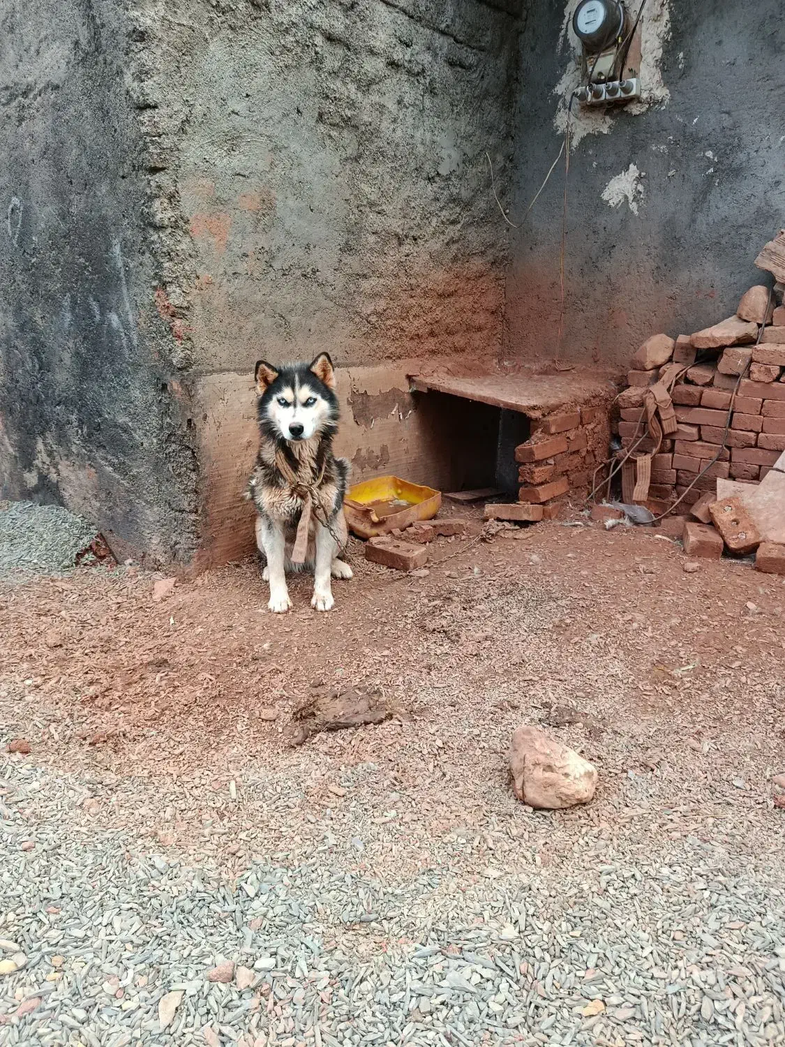 سگ هاسکی|سگ|خواجه, |دیوار