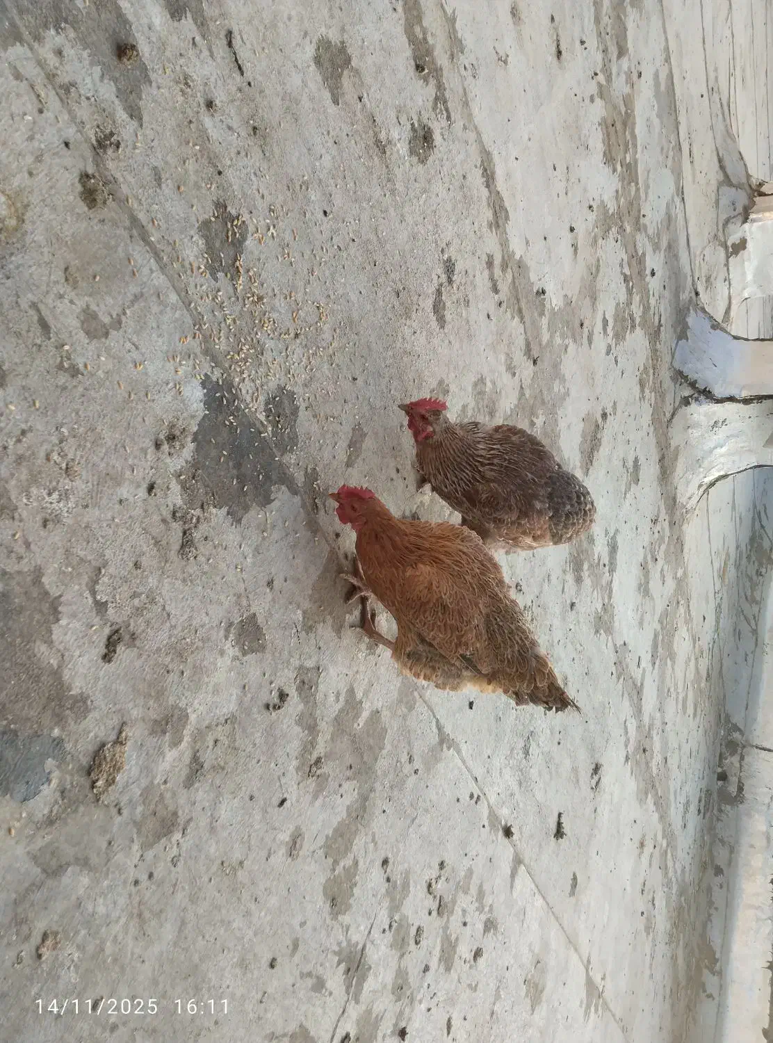 مرغ خانگی|حیوانات مزرعه|اسلامشهر, شهرک توحید|دیوار