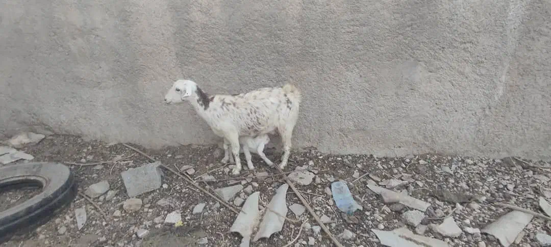 بزهاتازهزایدهجوانتمیز|حیوانات مزرعه|جم, |دیوار