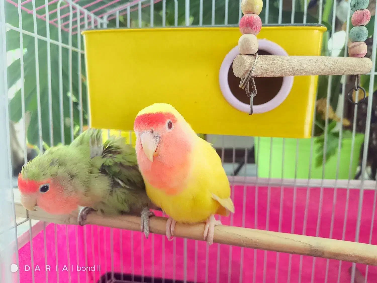 طوطی برزیلی|پرنده|اصفهان, برلیان|دیوار