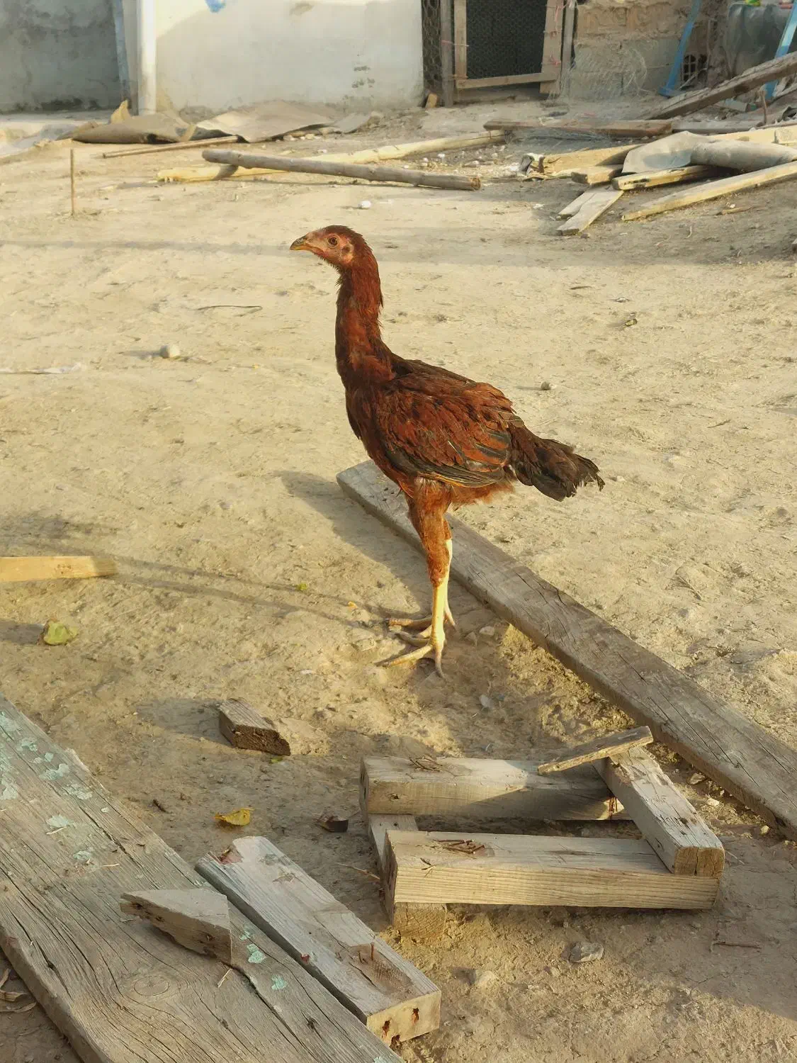 لاری اصیل|حیوانات مزرعه|سیمین شهر, |دیوار