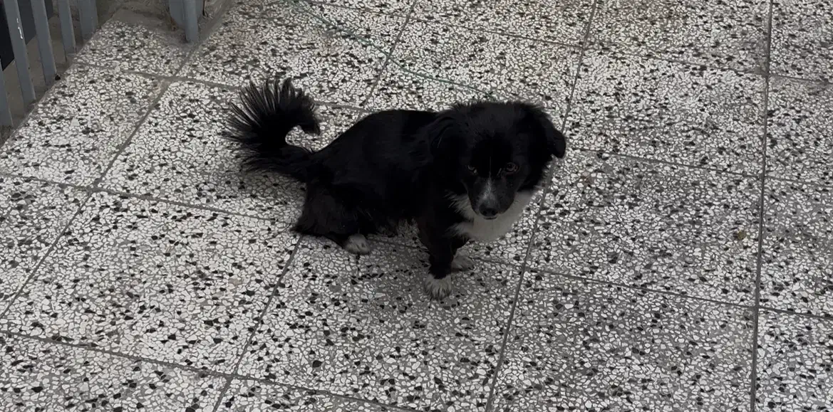 سگ پاکوتاه نر|سگ|قائم‌شهر, |دیوار