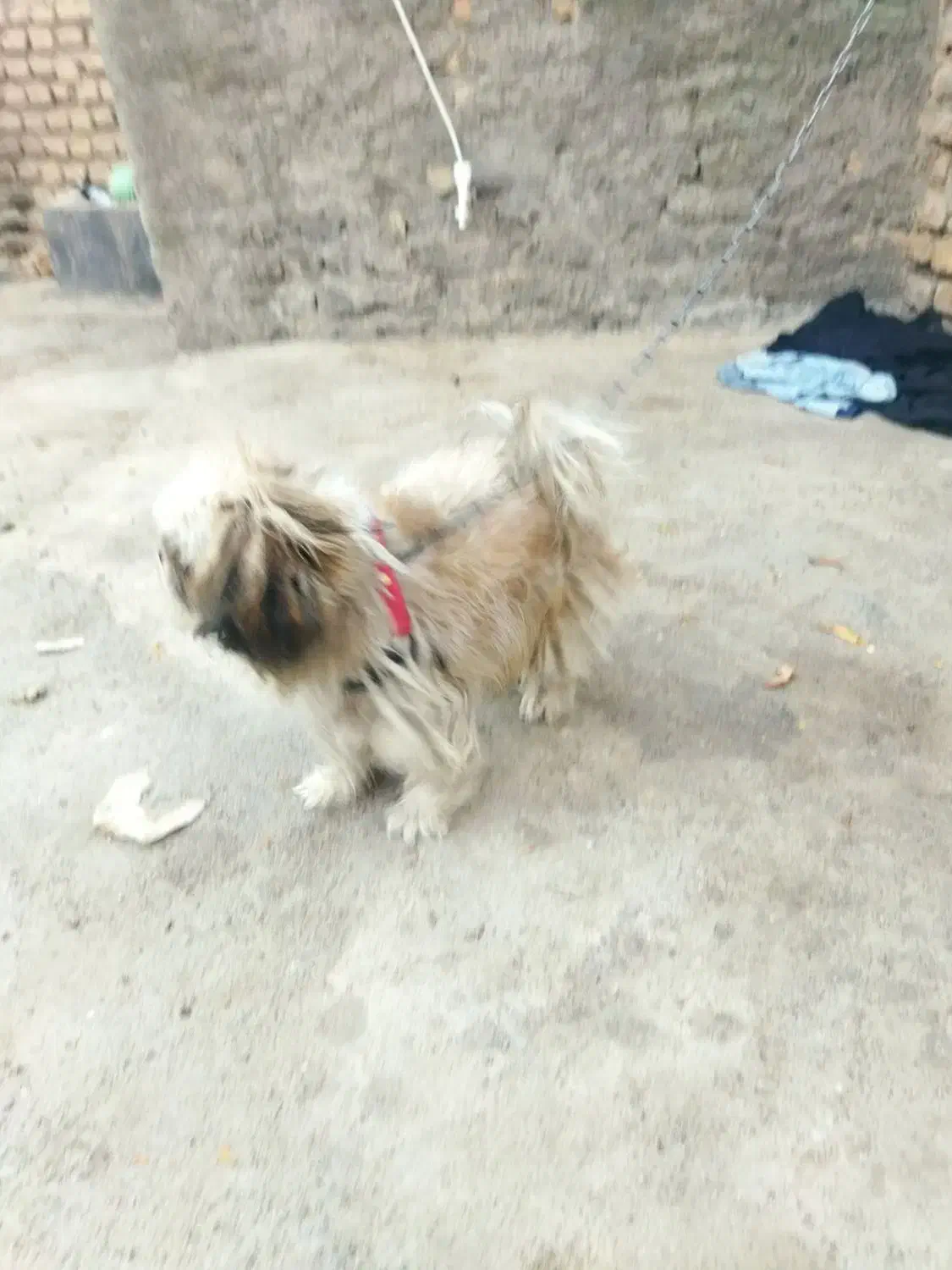 سگ خونگی نژاد شیتزوپیکینز ماده یکساله|سگ|نیشابور, شهرک رضوی|دیوار