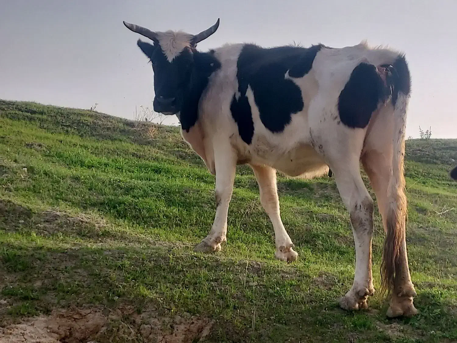 گاو گوساله|حیوانات مزرعه|مسجد سلیمان, |دیوار