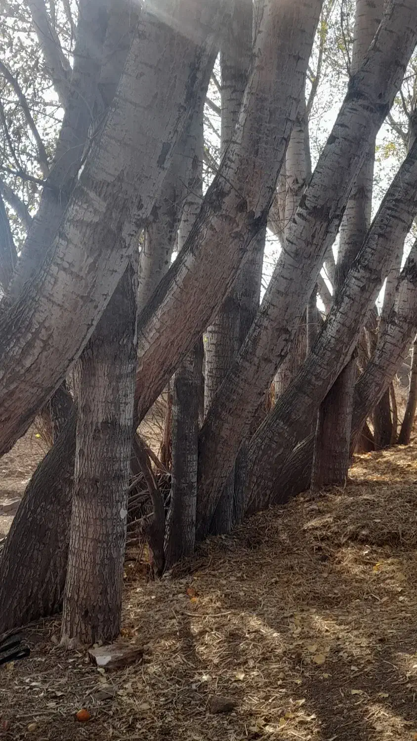 قلمه|گل و گیاه طبیعی|ارشق, |دیوار