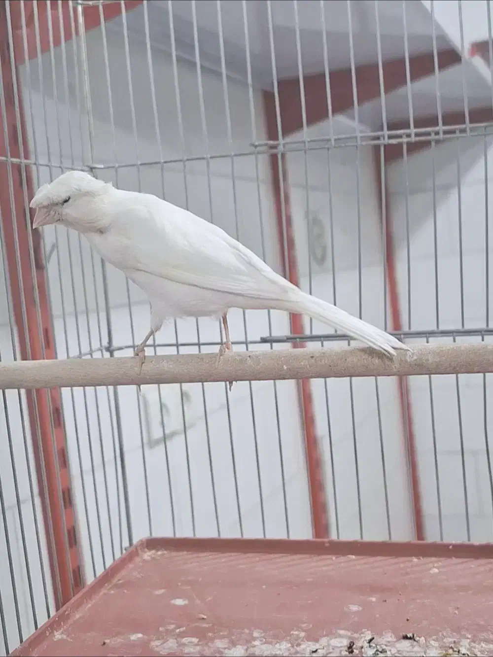 قناری سفید کاکلی. نر دهن زن|پرنده|شیراز, پودنک|دیوار