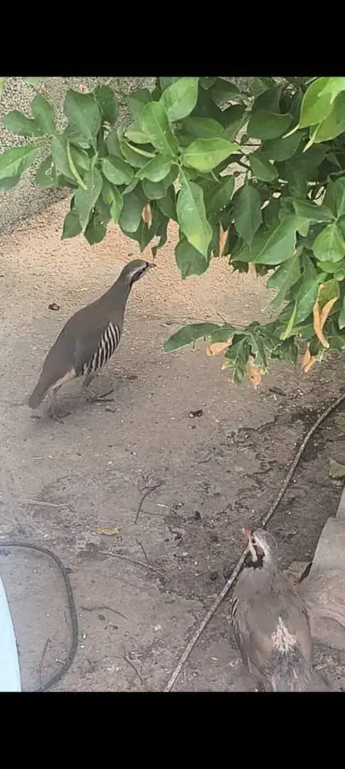 بلدرچین مادر اصلی|پرنده|بهبهان, |دیوار