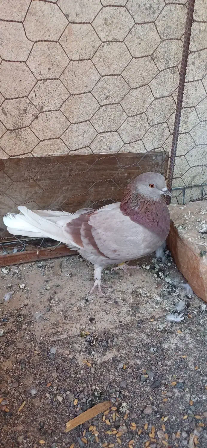 کفتر|پرنده|سیرجان, |دیوار