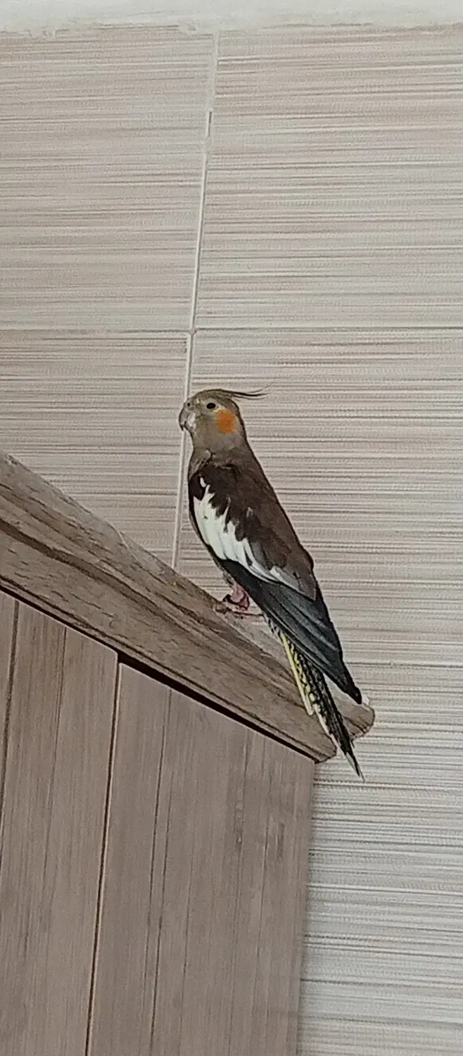 فروش عروس هلندی|پرنده|بشاگرد, |دیوار