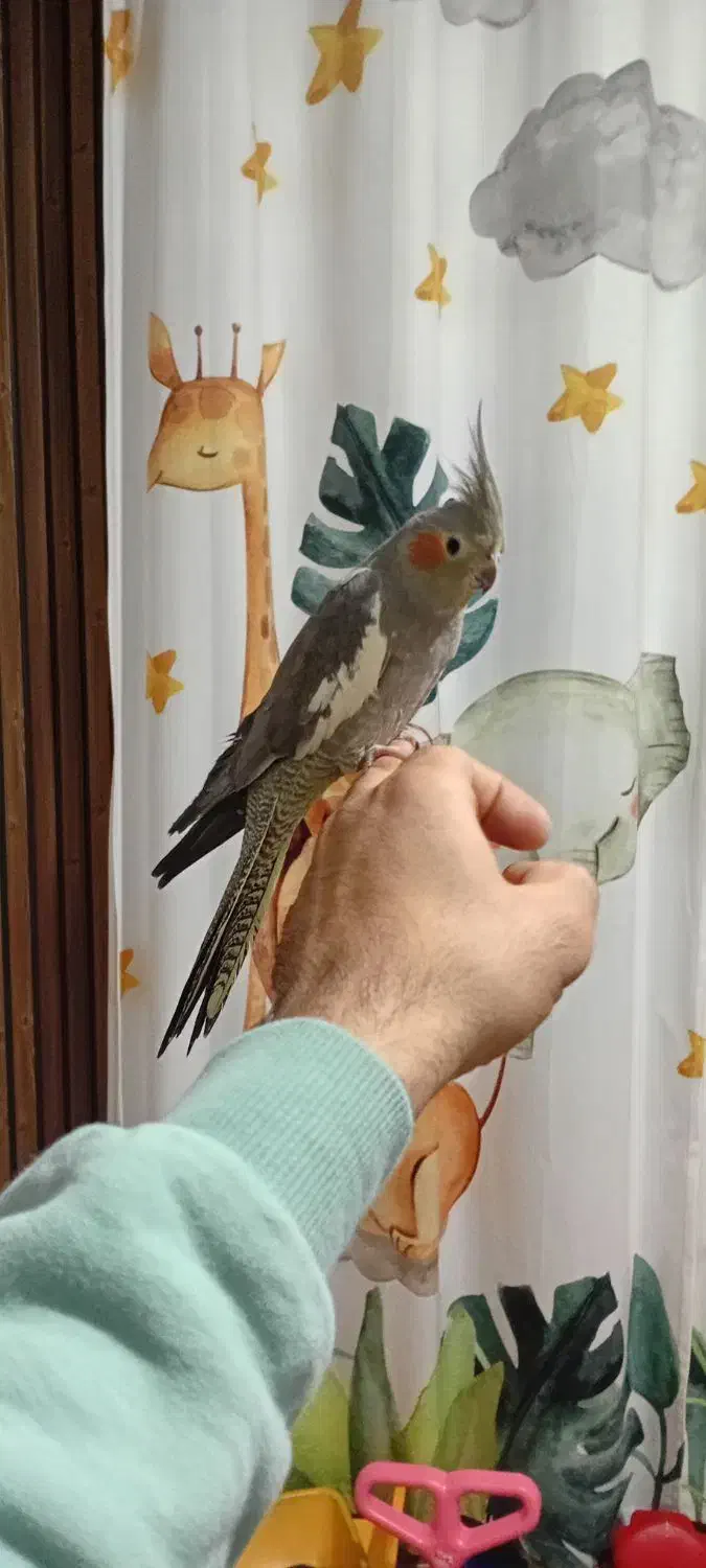 عروس هلندی دستی|پرنده|قلعه نو, |دیوار