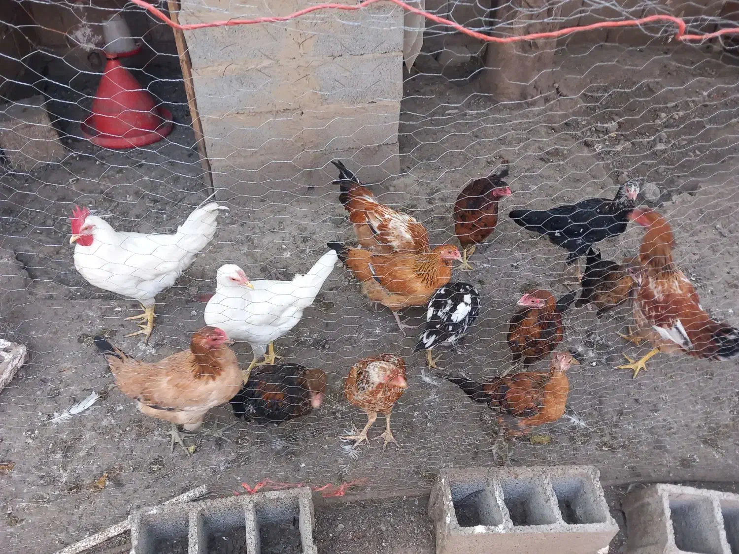 فروش مرغ لاری دو رگ و محلی|حیوانات مزرعه|رامیان, |دیوار