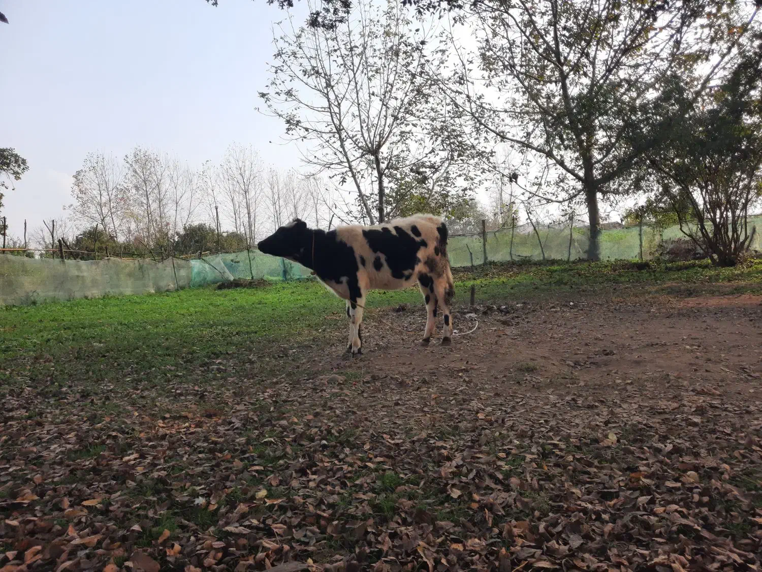 گوساله هلشتاین اصیل|حیوانات مزرعه|ماکلوان, |دیوار