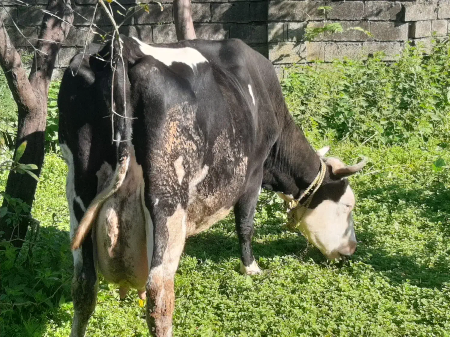 یک راس گاو شیرده هلشتاین با گوساله نر دو ماهه|حیوانات مزرعه|چمستان, |دیوار