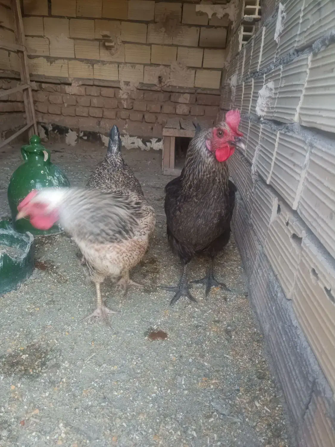 مرغ مینا و مرغ کاکولی|پرنده|یزد, |دیوار