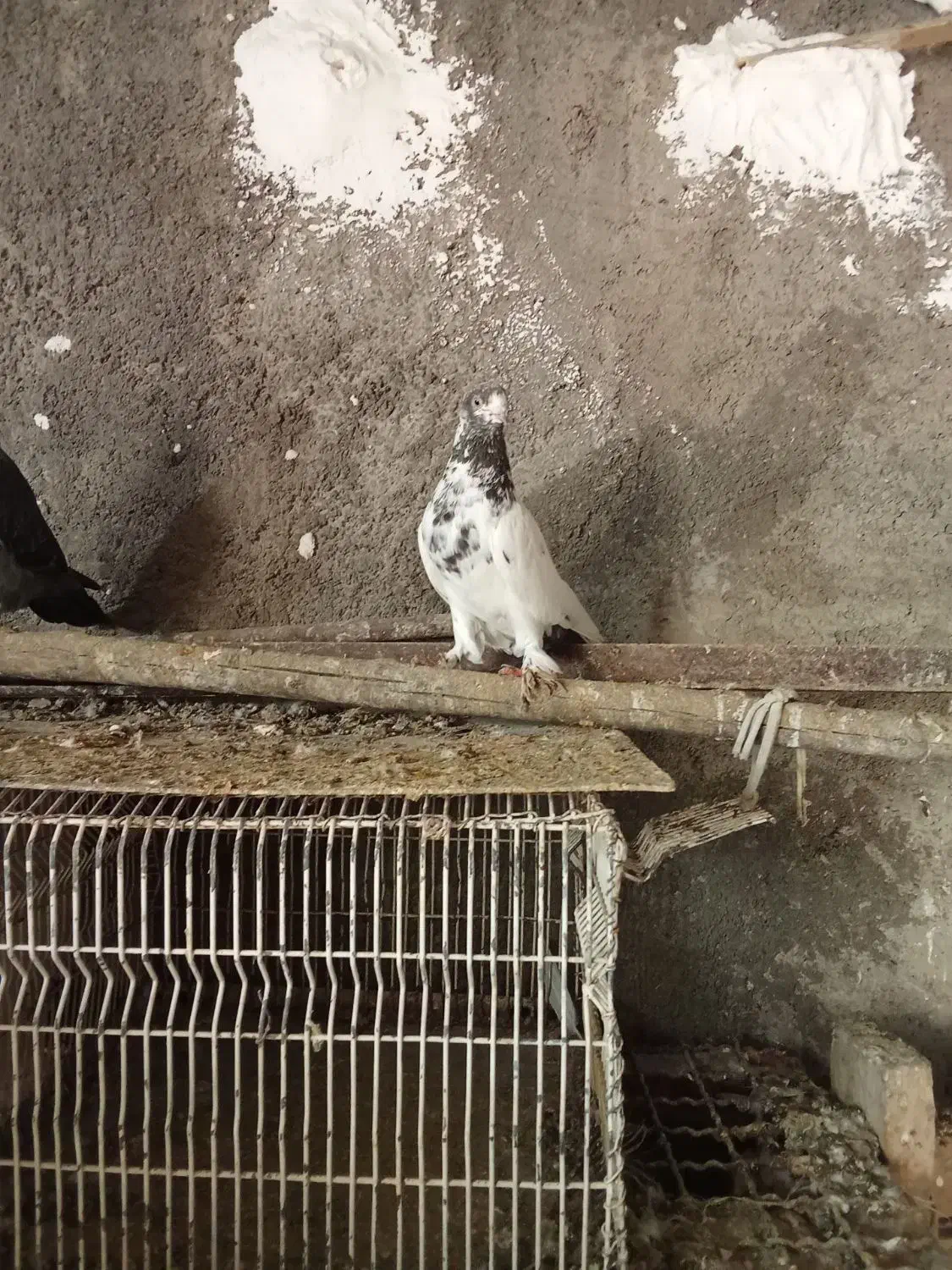 کفتر|پرنده|کوهدشت, |دیوار