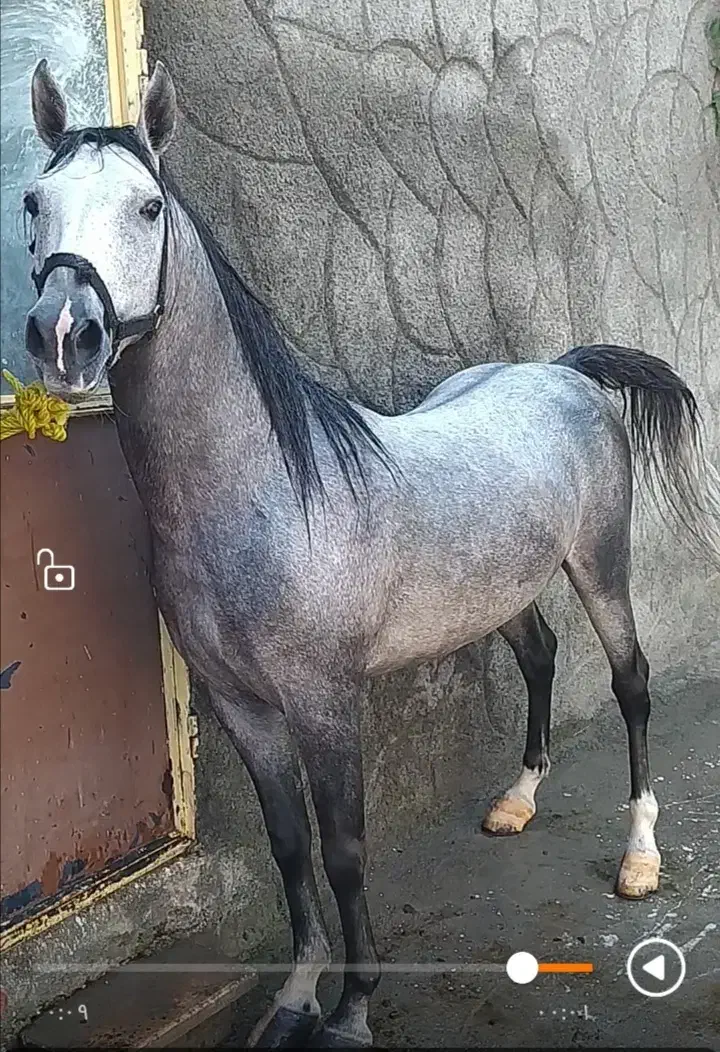 اسب نریان سیلمی|اسب و تجهیزات اسبسواری|ارومیه, |دیوار