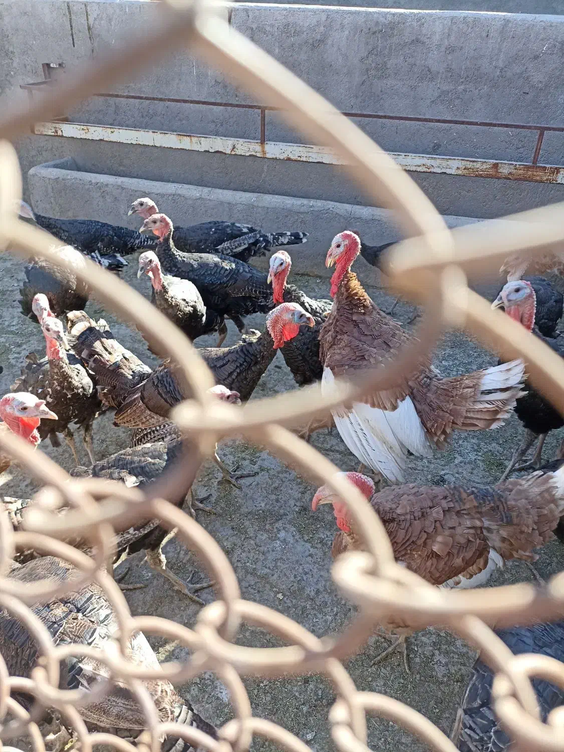 بوقلمون برنز وبربون|حیوانات مزرعه|قم, بوستان جوان|دیوار