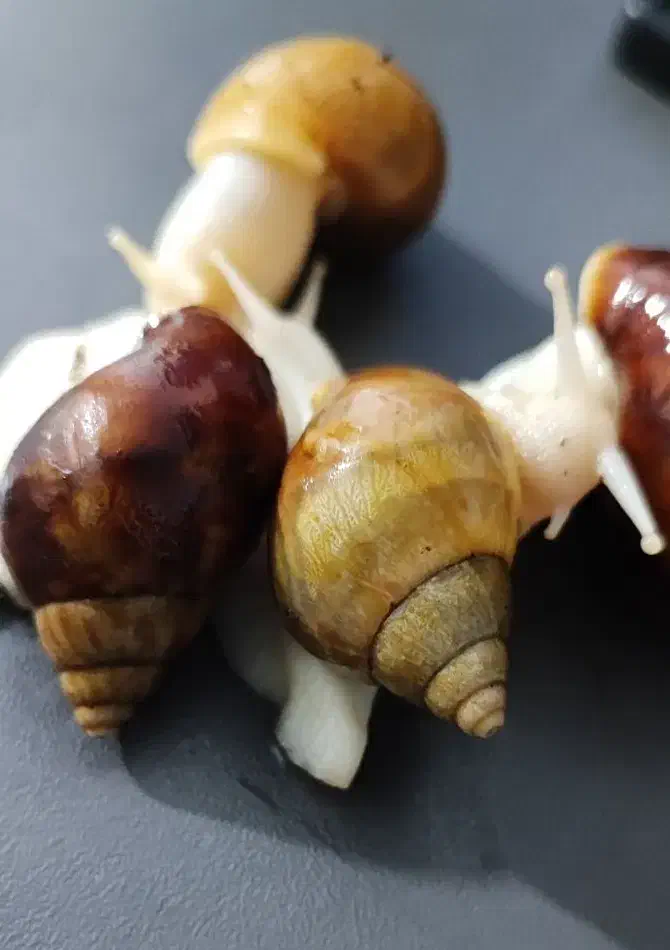 فروش حلزون|خزنده|جهرم, |دیوار