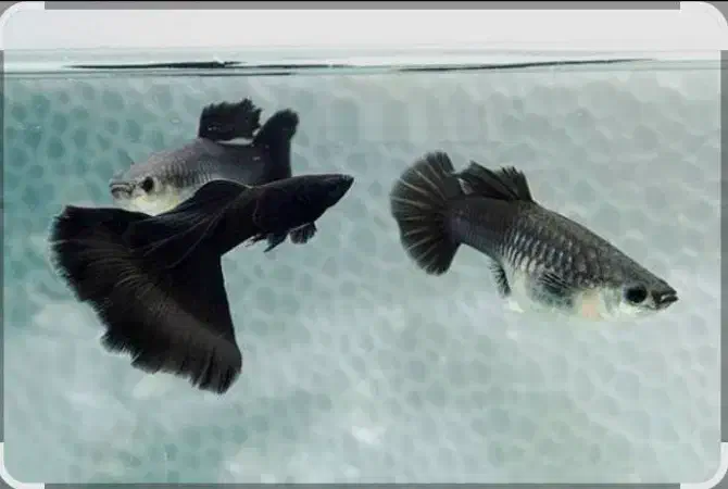 ۴۰ عدد ماهی گوپی فول بلک مولد گرید A|ماهی|تهران, والفجر (افسریه)|دیوار