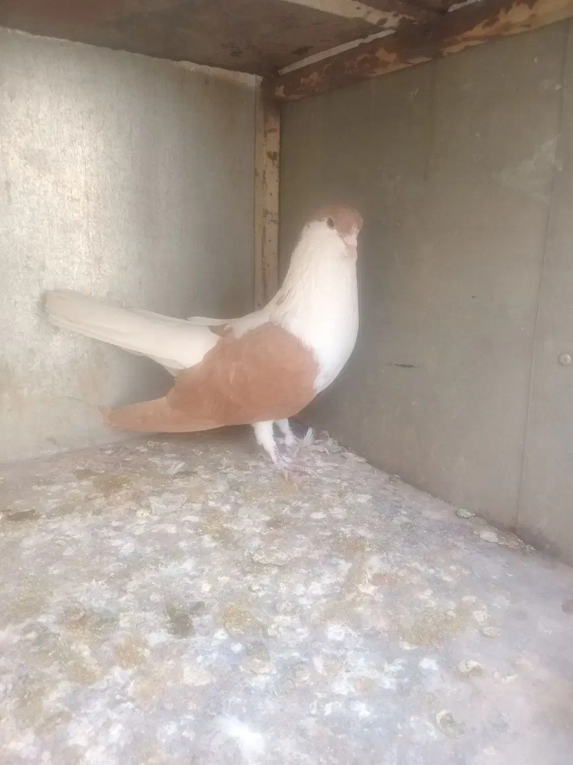 کفتر ساده|پرنده|مشهد, نیزه|دیوار