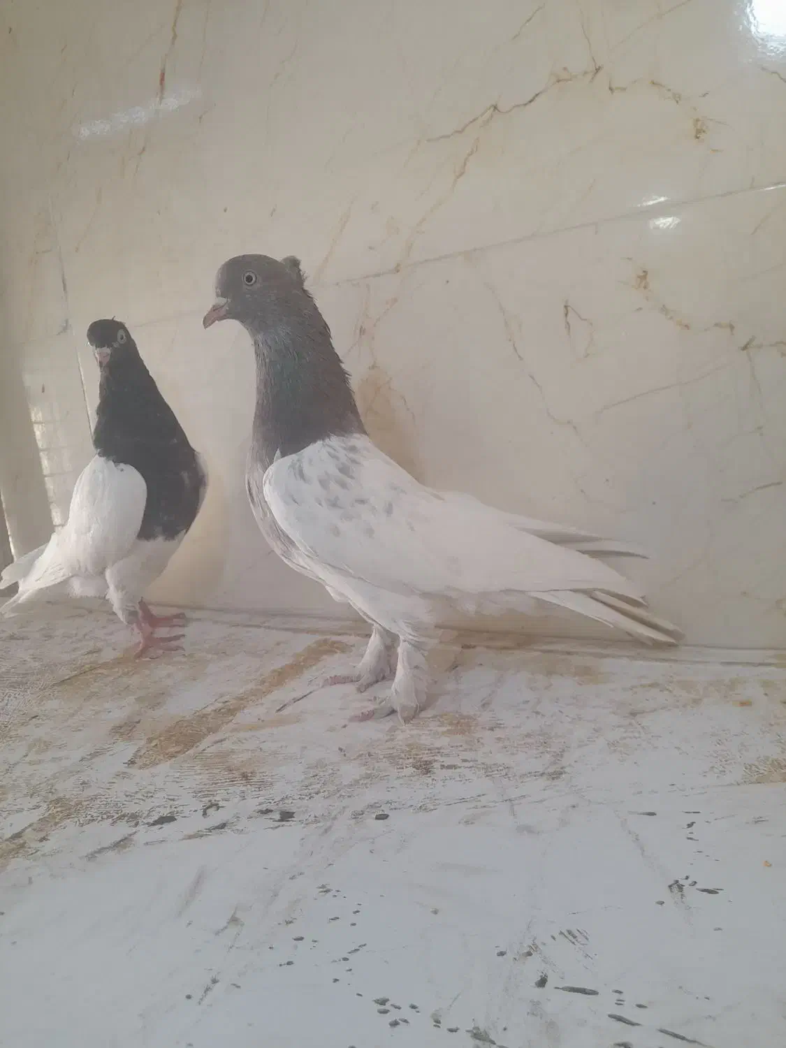 کبوتر رنگی نر ماده|پرنده|شیراز, کرونی(خاتونک)|دیوار
