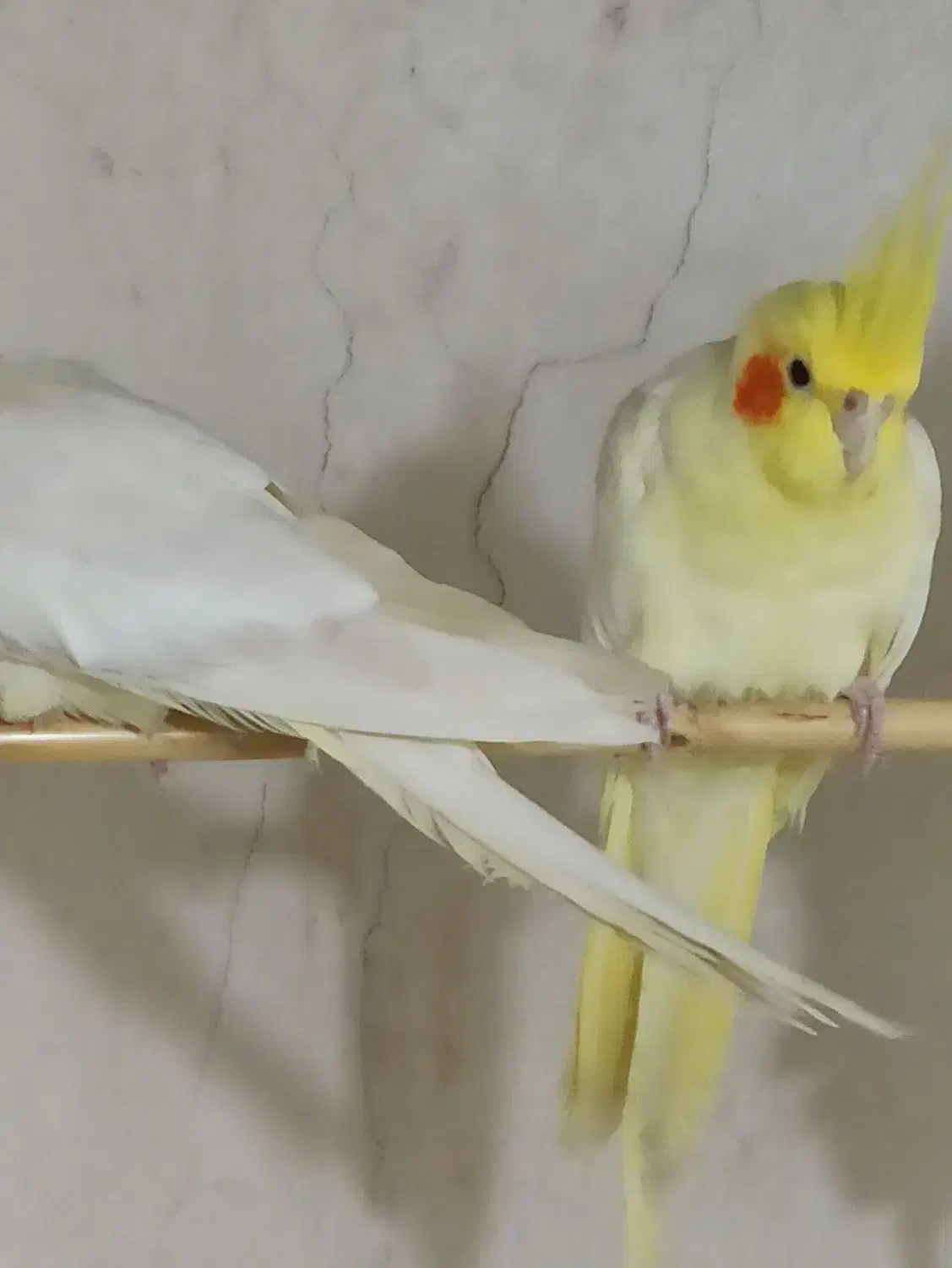 عروس هلندی|پرنده|آزادشهر, |دیوار