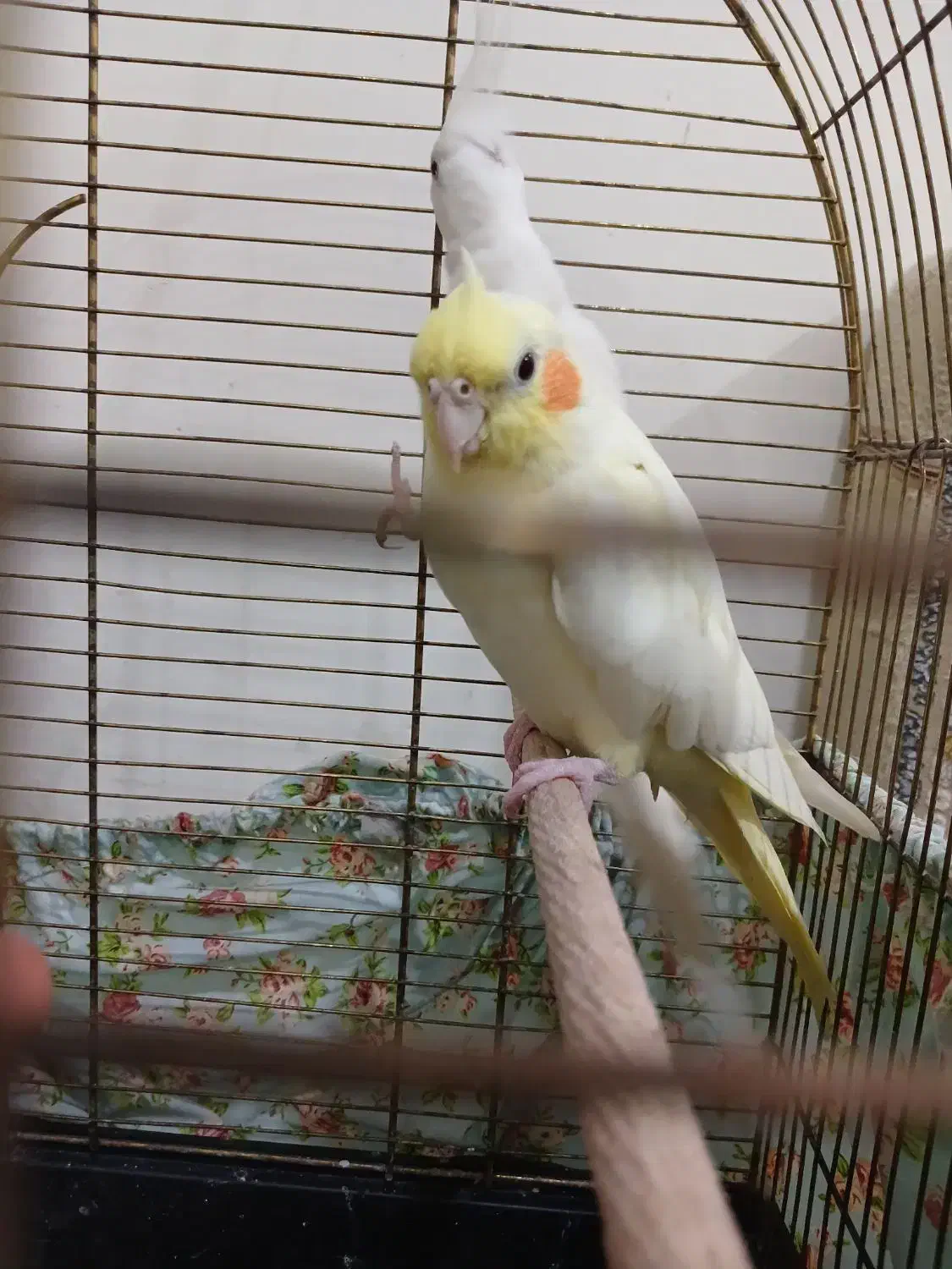 عروس هلندی بالغ|پرنده|نسیمشهر, |دیوار