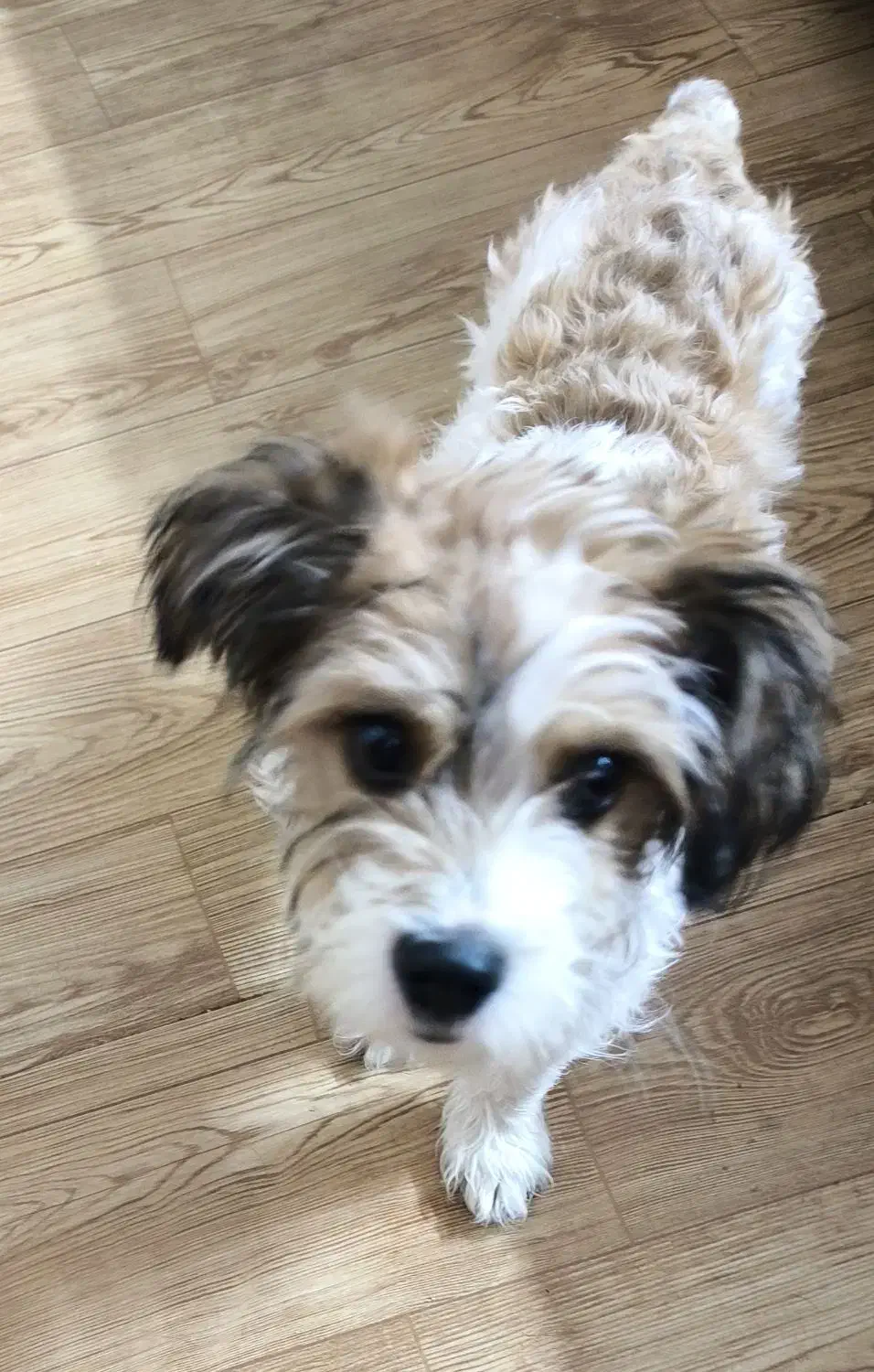 پودل تریر سفید قهوه ای|سگ|قزوین, |دیوار