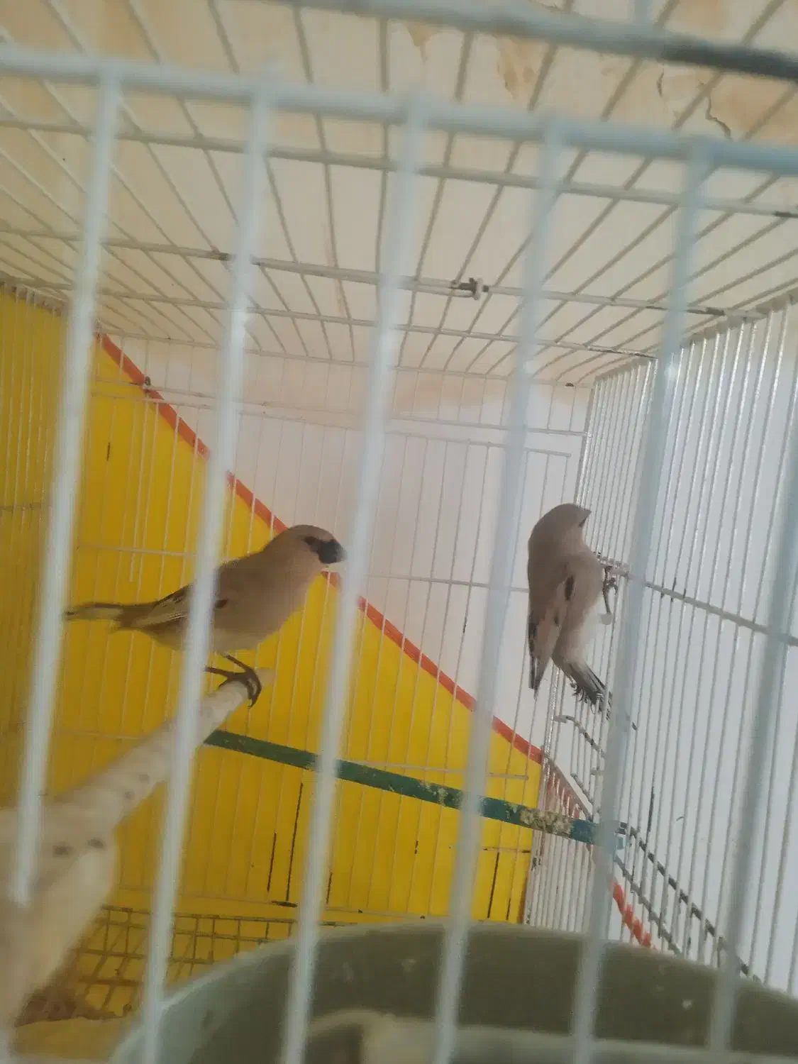 سهره نرماده|پرنده|تربت‌حیدریه, کوی شهید احمدزاده ملکی|دیوار