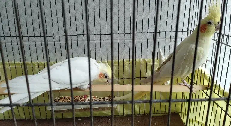 عروس هلندی|پرنده|سرپل ذهاب, |دیوار