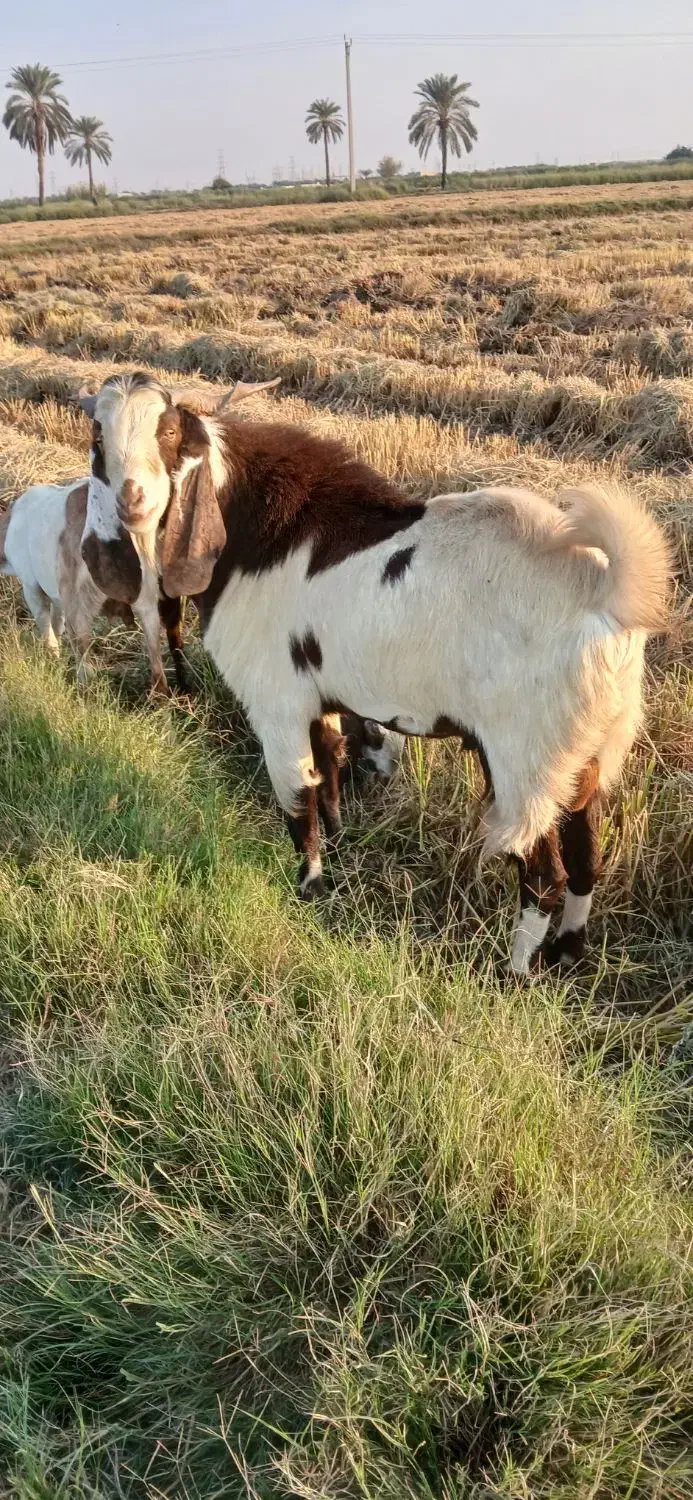 باسلام دو عدد بز نر درجه یک|حیوانات مزرعه|کارون, |دیوار