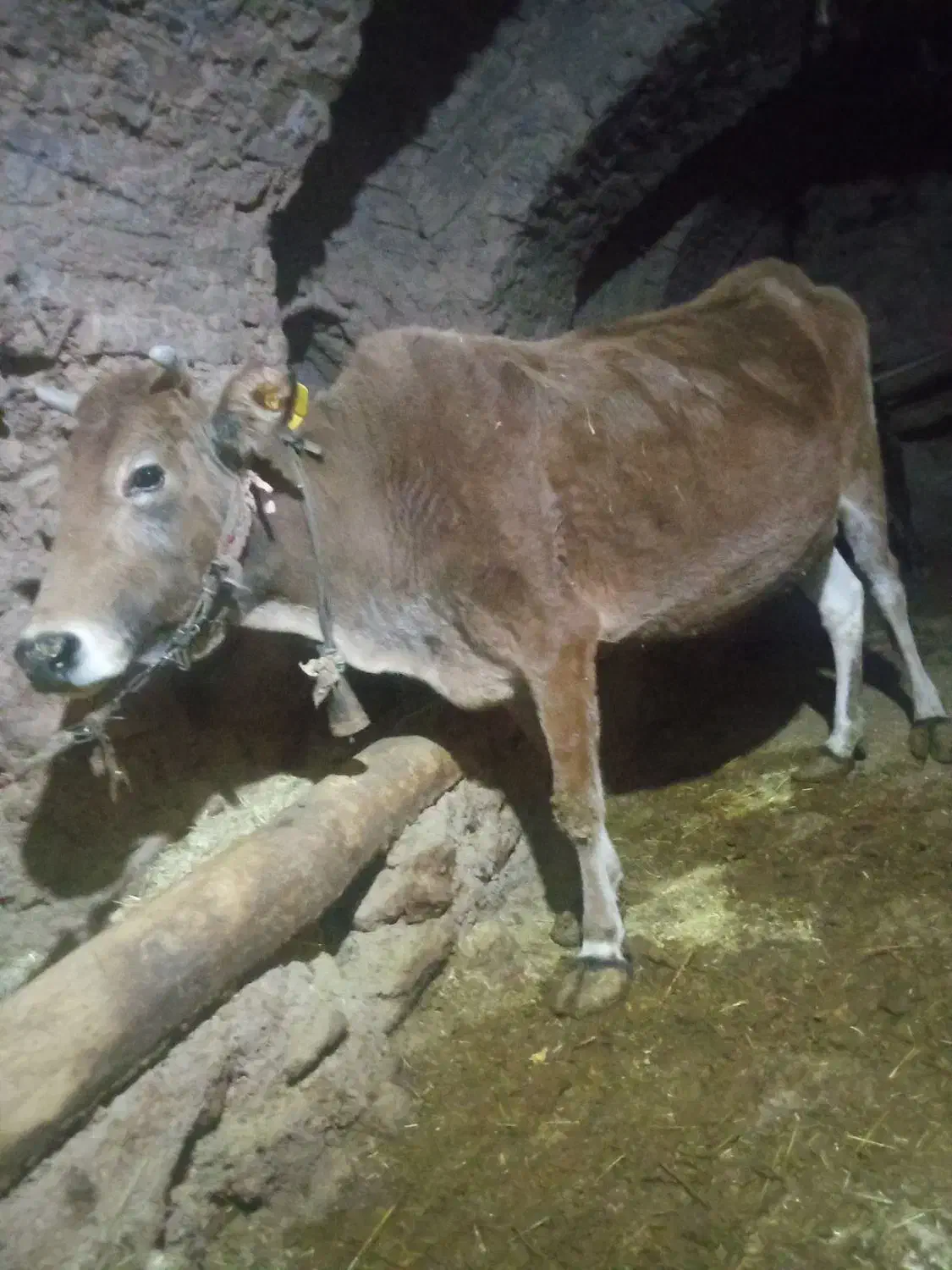 گاو 6ماه آبستن خانگی|حیوانات مزرعه|اردل, |دیوار