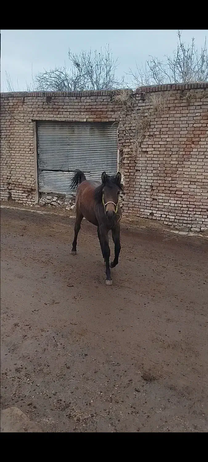 اسب|اسب و تجهیزات اسبسواری|سلماس, |دیوار