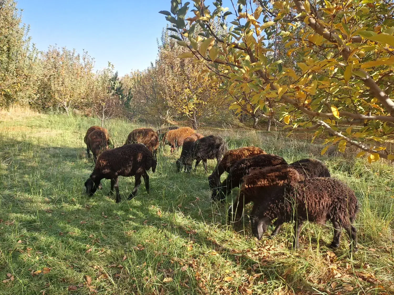 گوسفند بره قزل|حیوانات مزرعه|نظر کهریزی, |دیوار