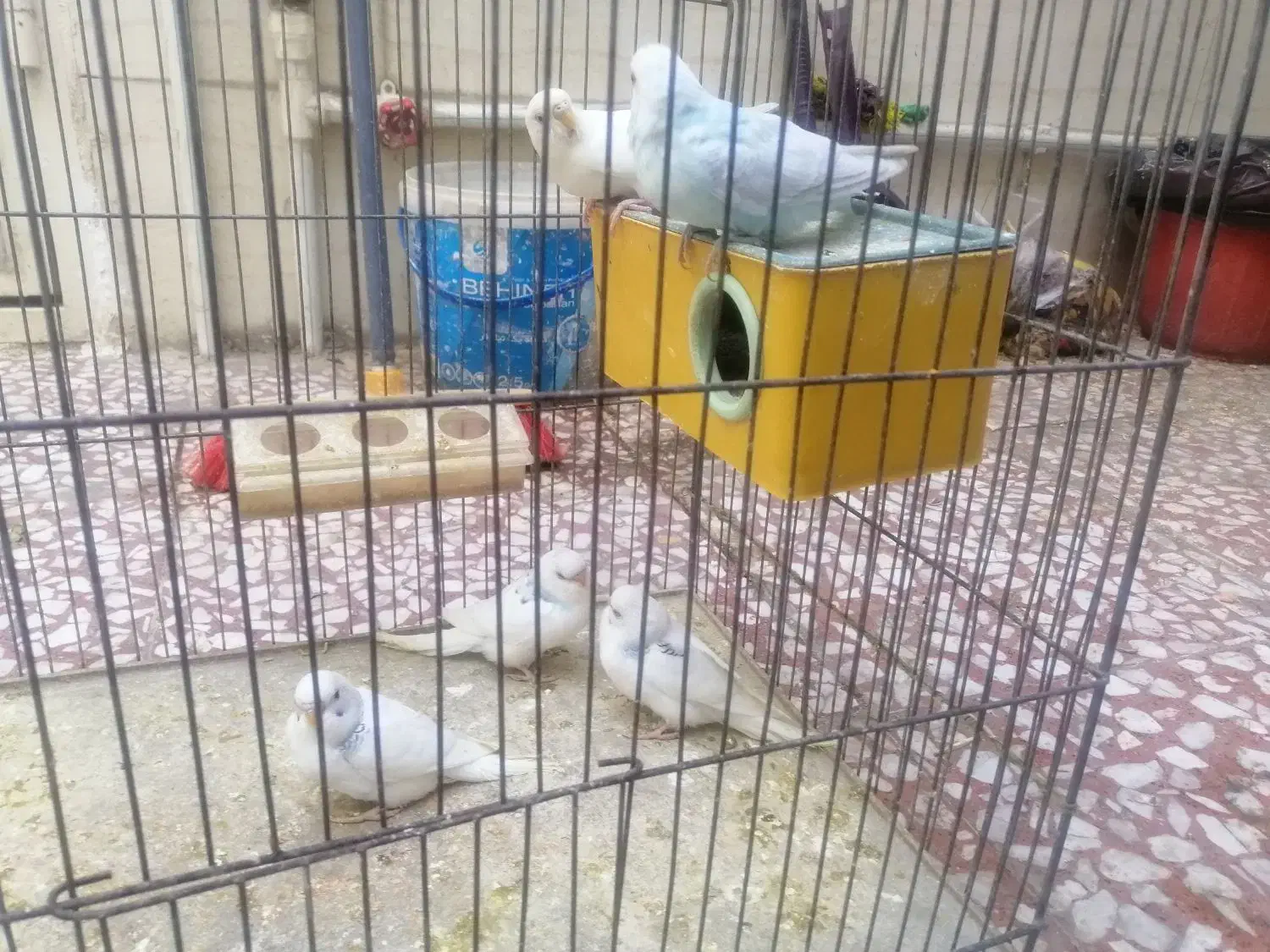 مرغ عشق|پرنده|اصفهان, مهدیه|دیوار