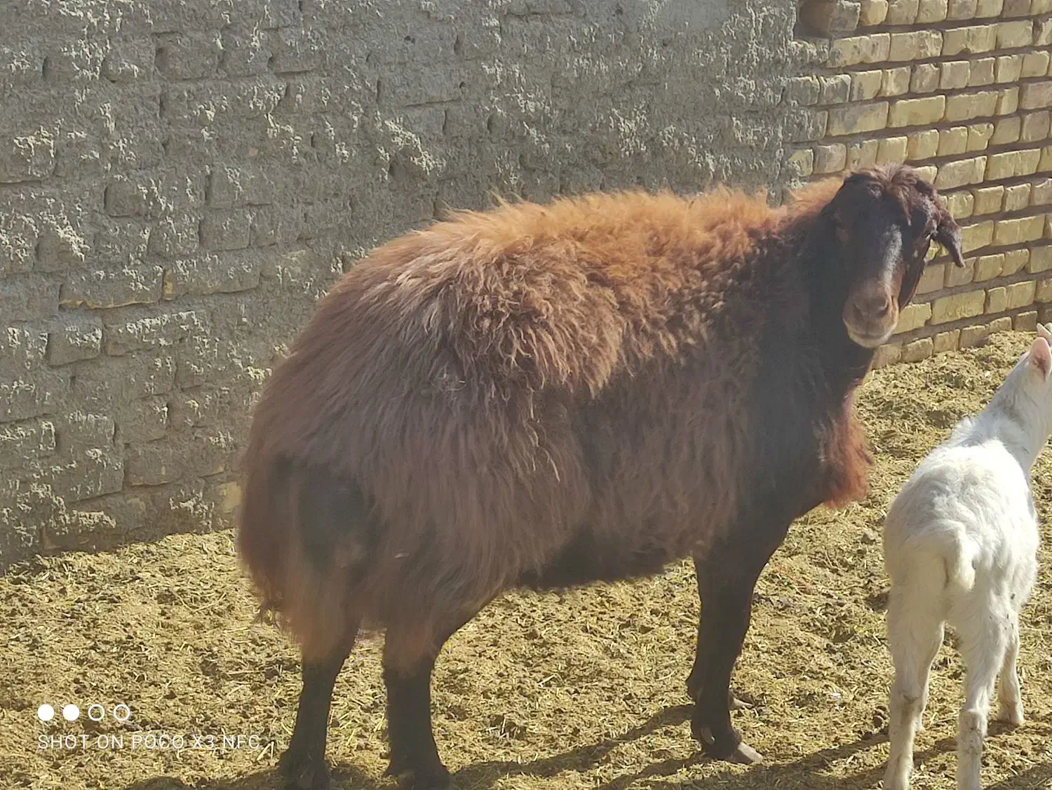 میش افشار قزل افشار|حیوانات مزرعه|اردکان, |دیوار