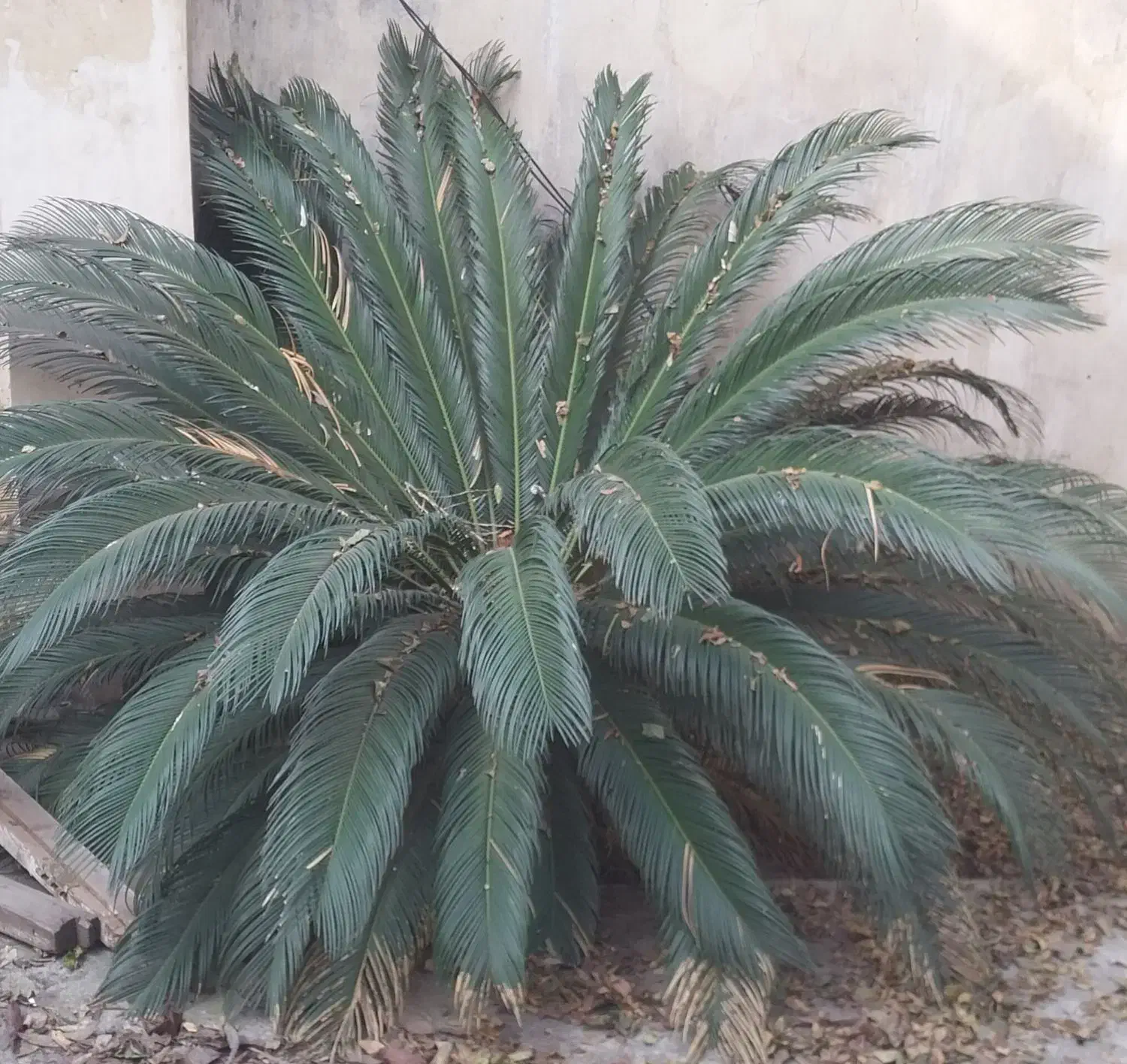 فروش فوری سیکاس|گل و گیاه طبیعی|آمل, |دیوار