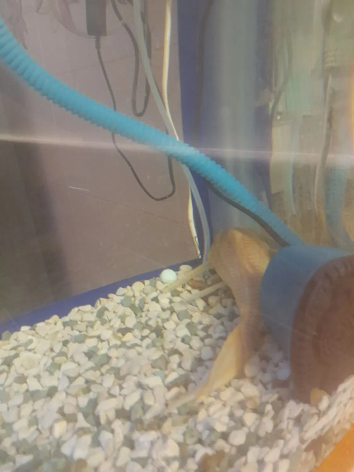 ماهی لجن خوار|ماهی|قم, علی آباد سعدگان|دیوار