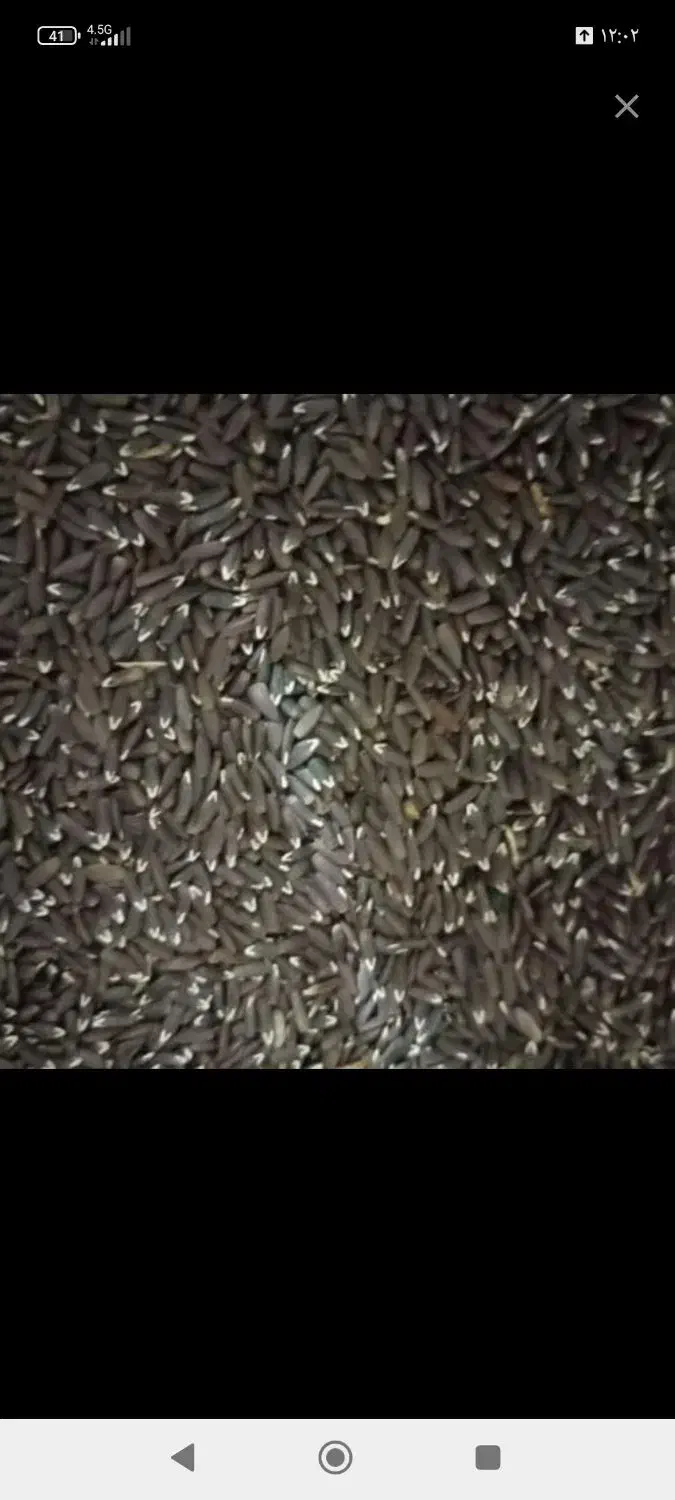 بزرک|خوردنی و آشامیدنی|قم, محمد آباد|دیوار