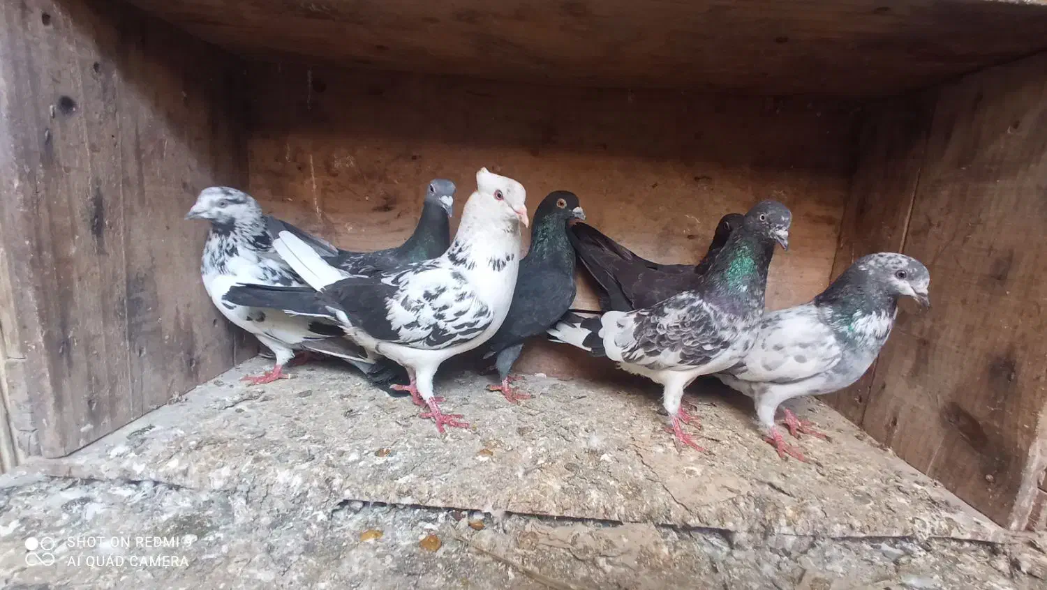 کفتر بلندگر|پرنده|بندر امام خمینی, |دیوار