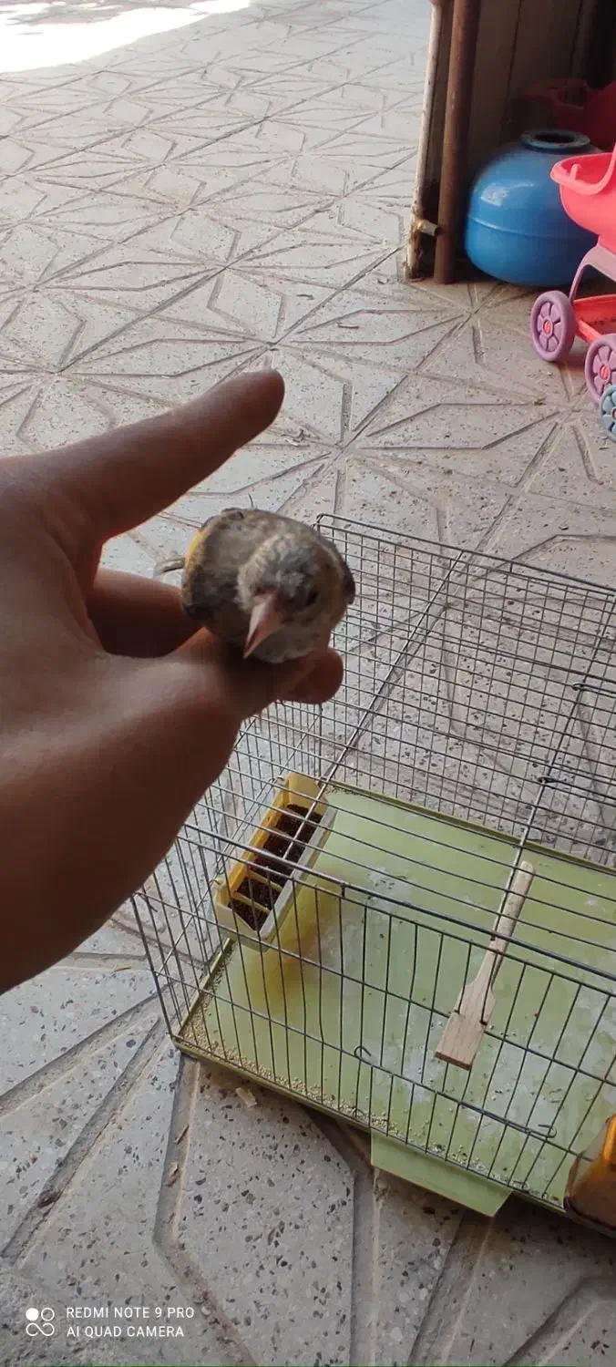 سهره جوجه قفس|پرنده|کرمانشاه, |دیوار