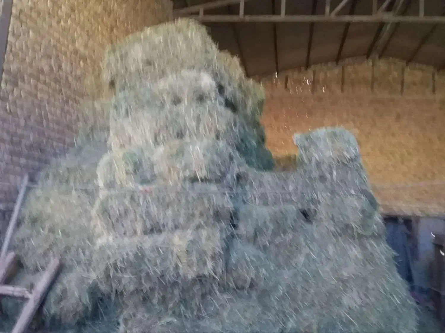 علوفه دام|حیوانات مزرعه|بیرانوند, |دیوار