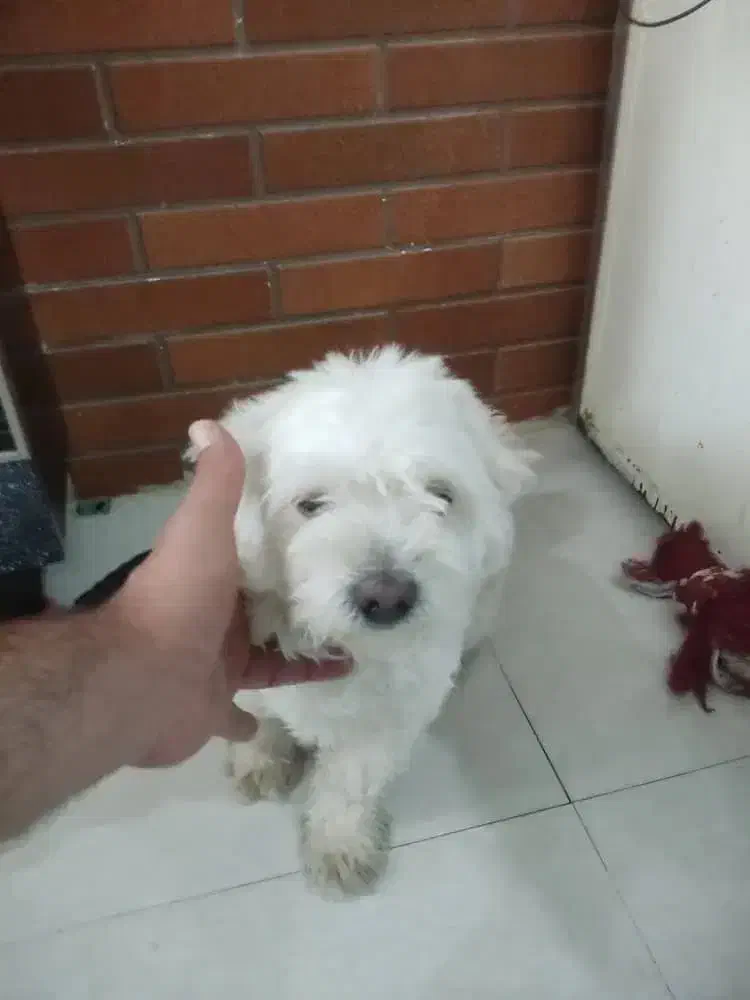 سگ گمشده|حیوانات|اهواز, کوروش|دیوار