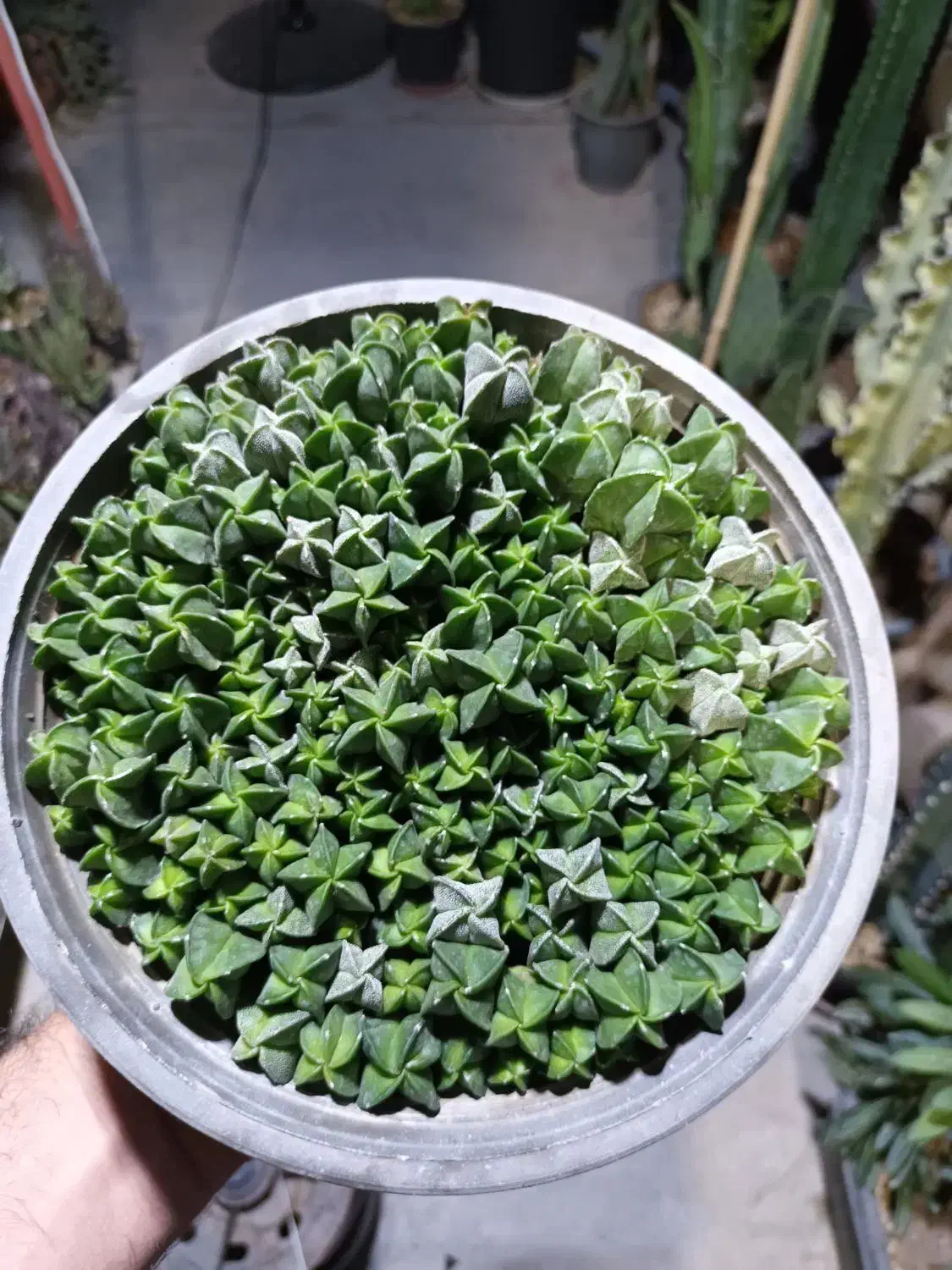 کاکتوس|گل و گیاه طبیعی|شاهین‌شهر, طالقانی|دیوار